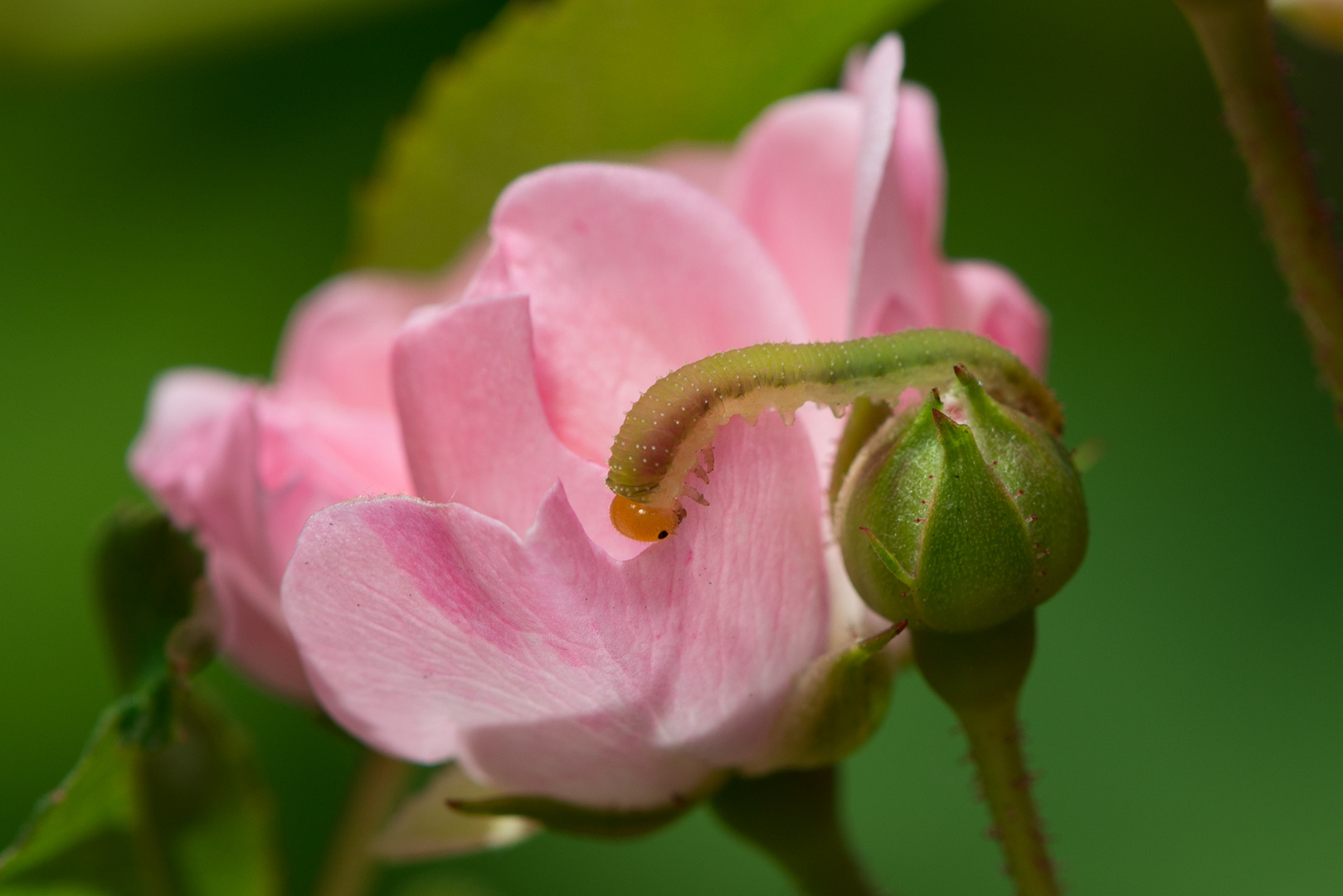 Nicht`s schmeckt besser als frische Rose