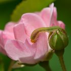 Nicht`s schmeckt besser als frische Rose