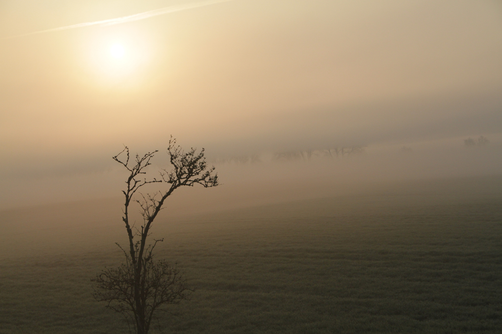 Nichts zu sehen außer diesem Nebel, dieser Sonne, diesem Strauch