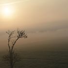 Nichts zu sehen außer diesem Nebel, dieser Sonne, diesem Strauch