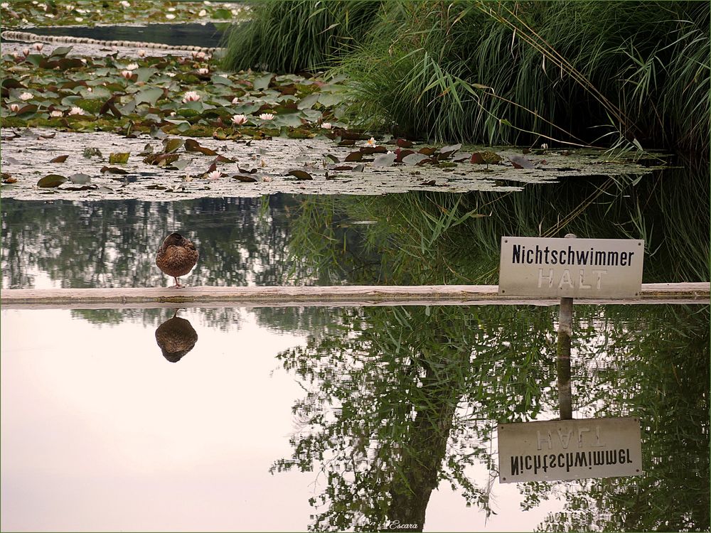 NICHTSCHWIMMER HALT