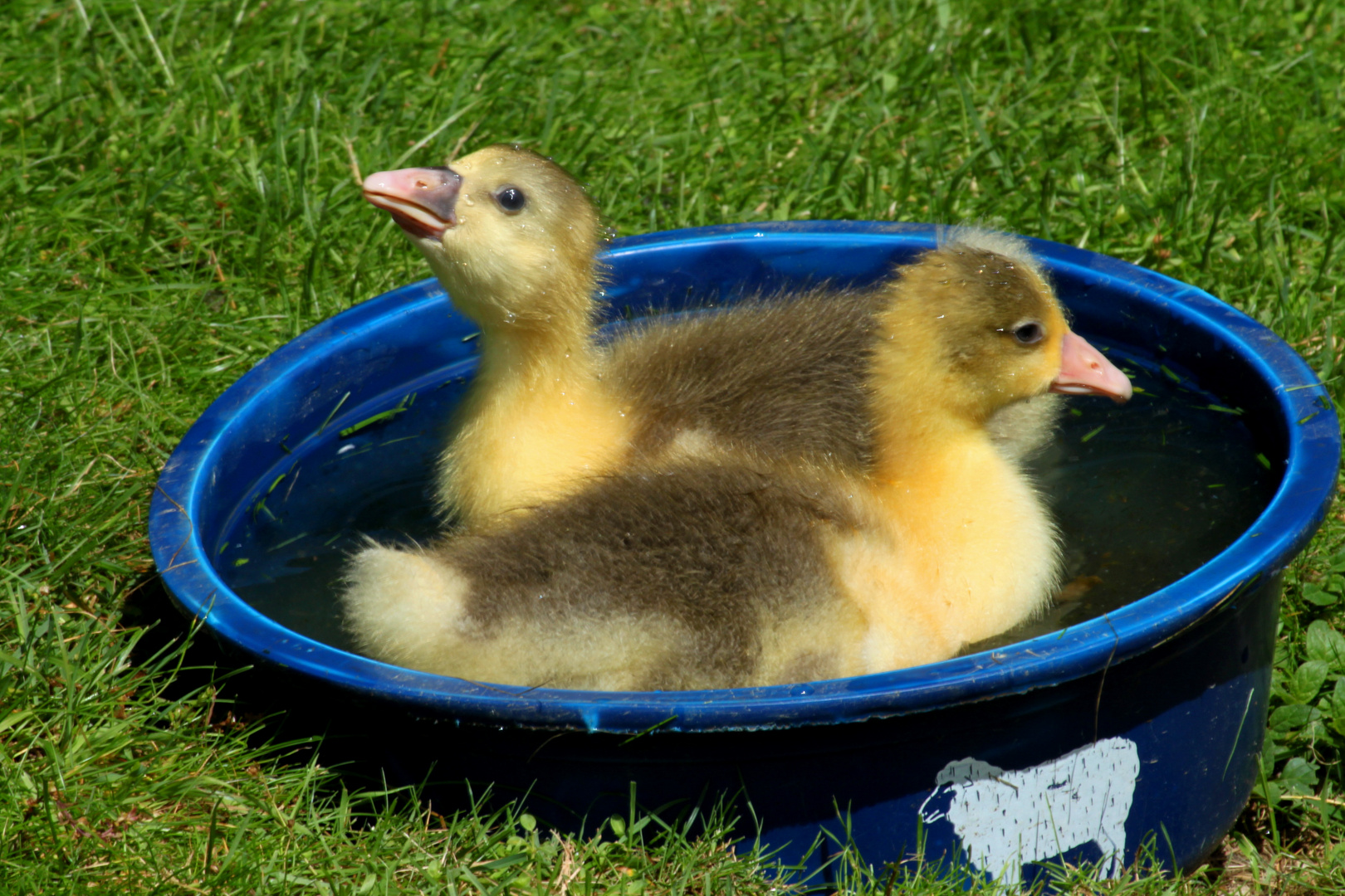 Nichtschwimmerbecken