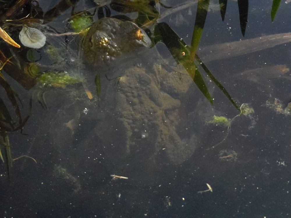 Nichtschwimmerkröte :-)