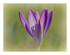 Nichts,wie raus!...dachte sich der Krokus.