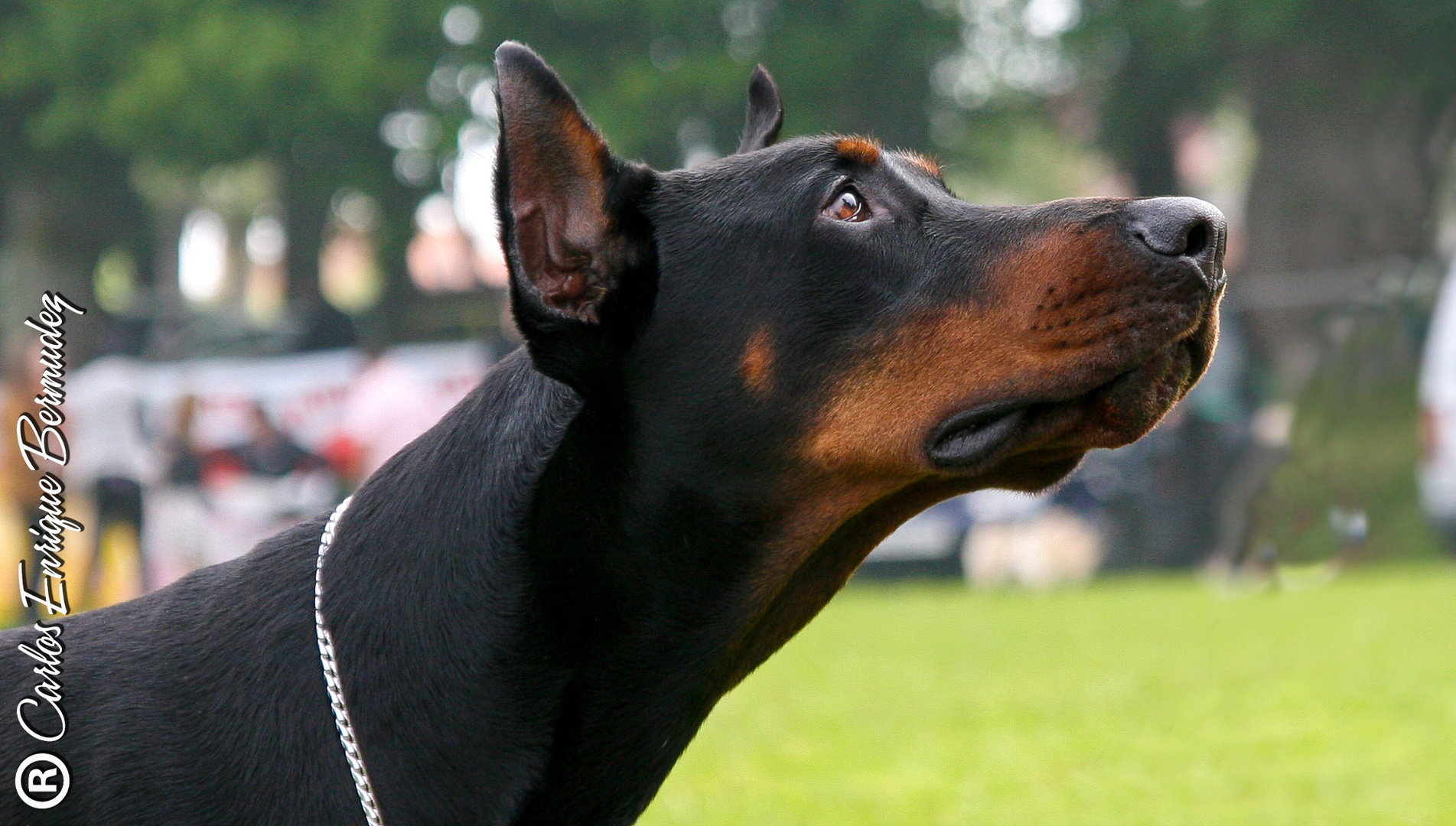 NICK "THE DOBERMANN"