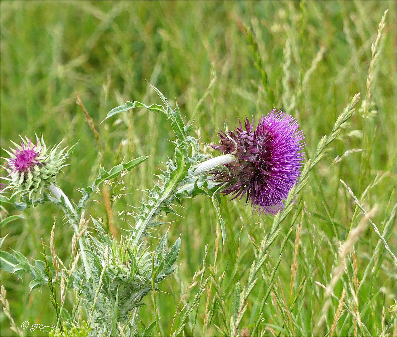 Nickende Distel