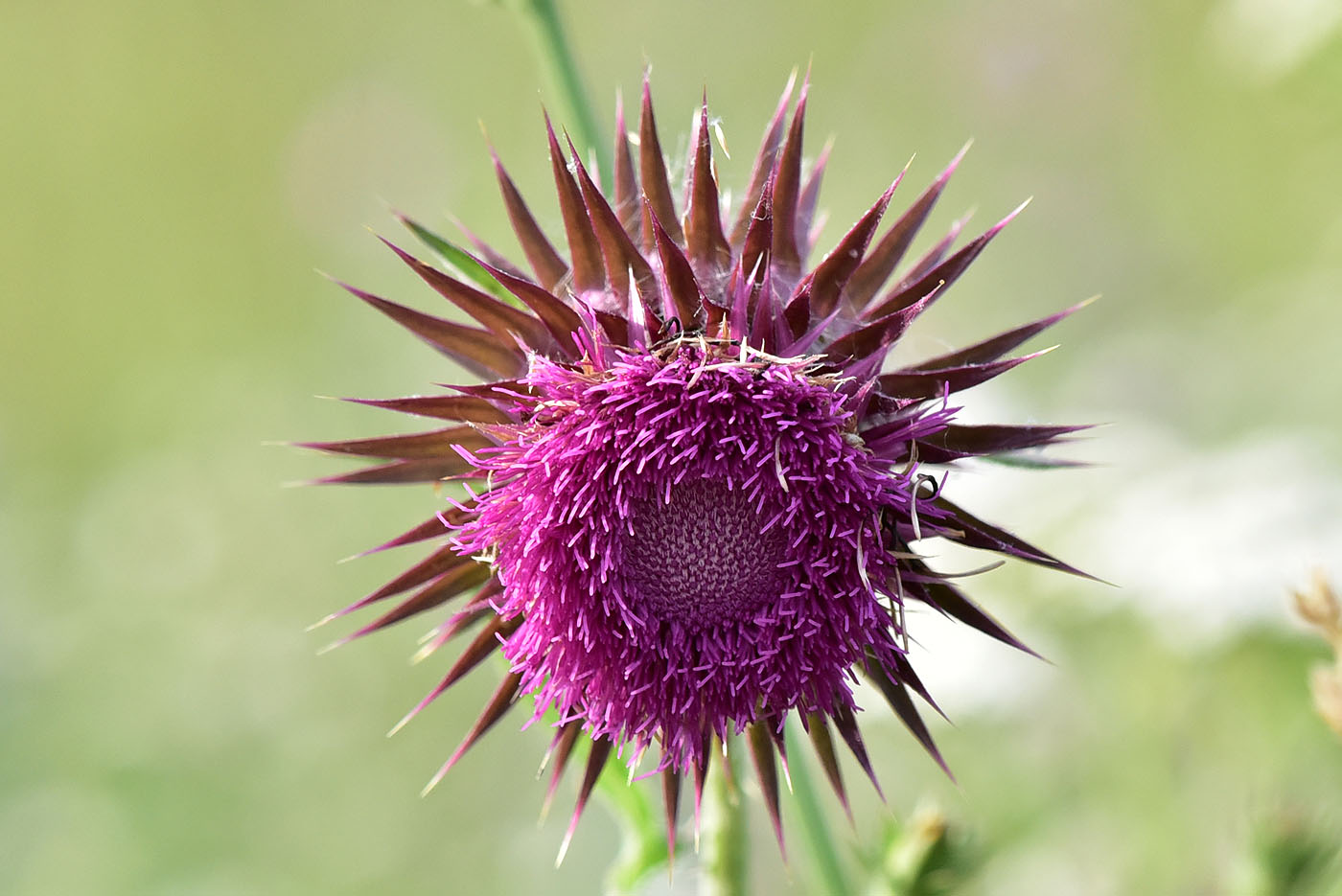 Nickende Distel