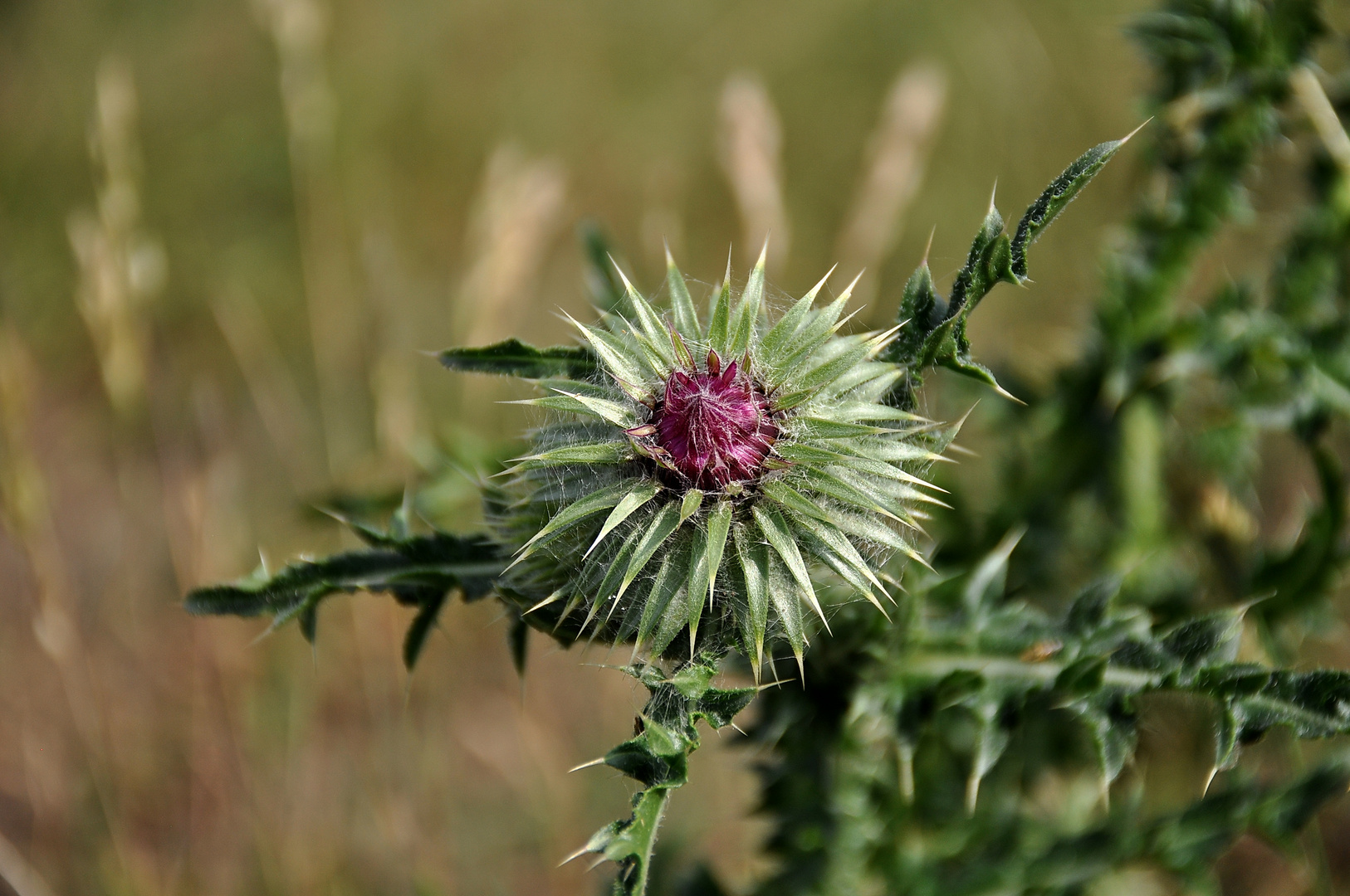 Nickende Distel