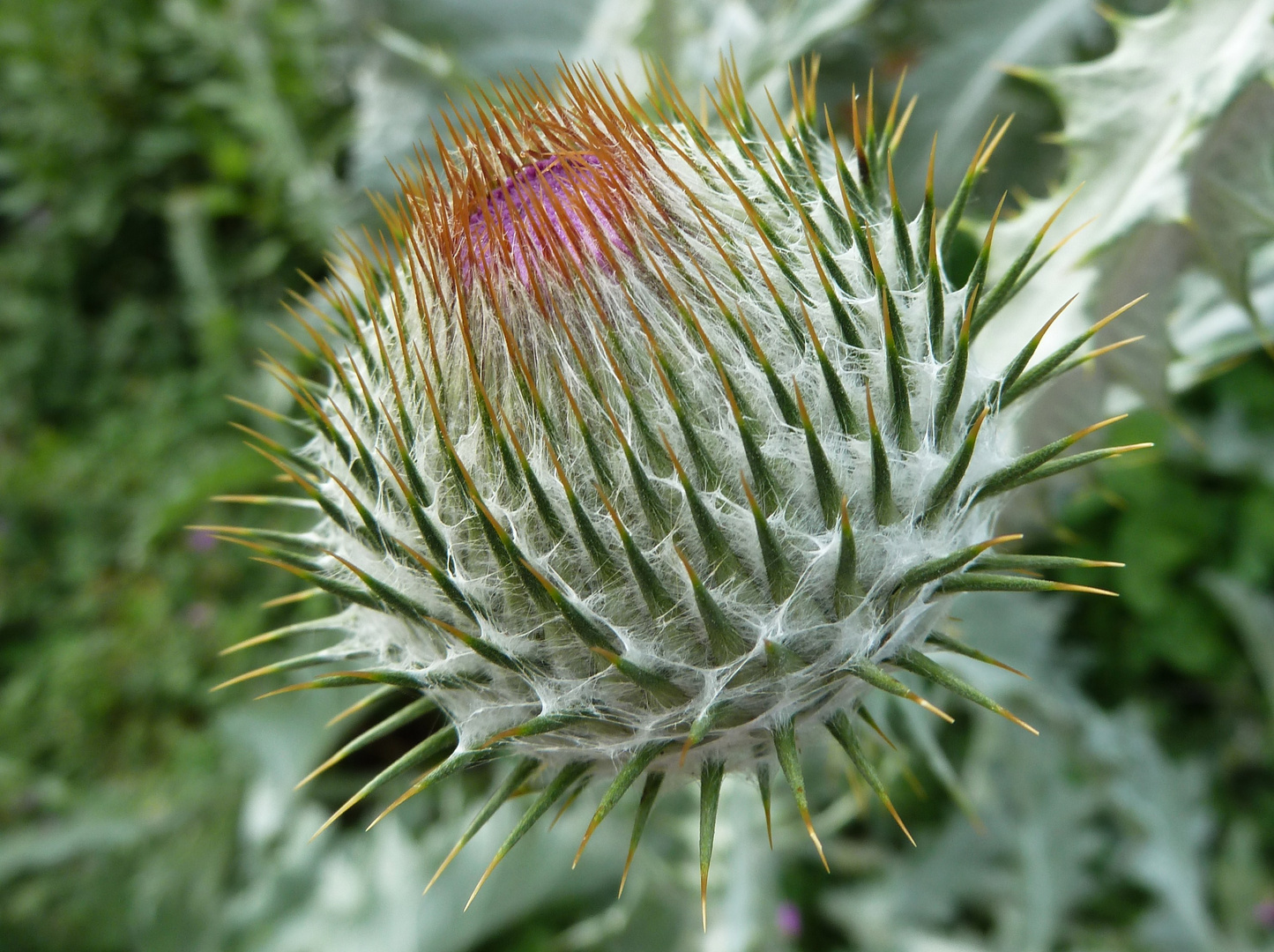 Nickende Distel-Blume des Jahres 2008