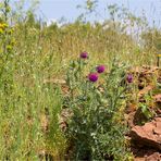 Nickende Distel (Carduus nutans)