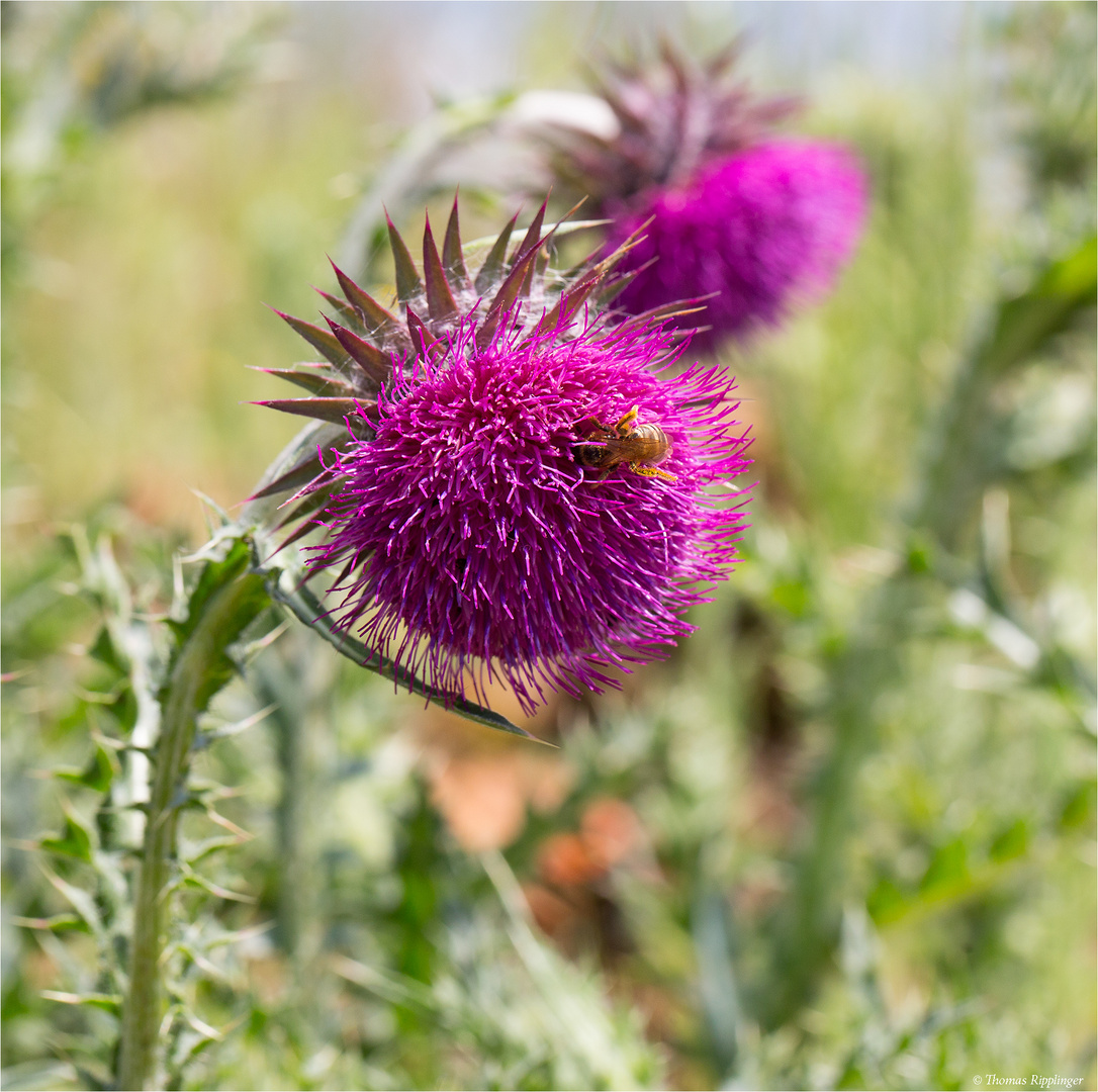 Nickende Distel (Carduus nutans)...