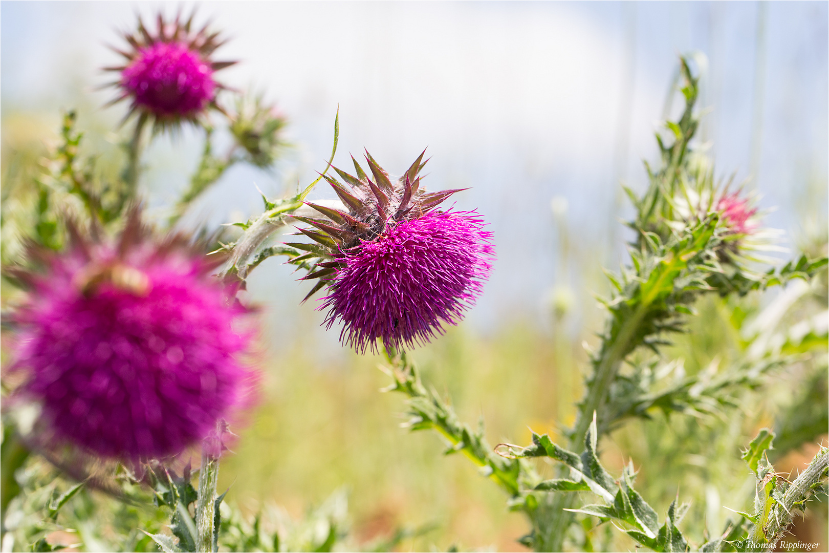 Nickende Distel (Carduus nutans).