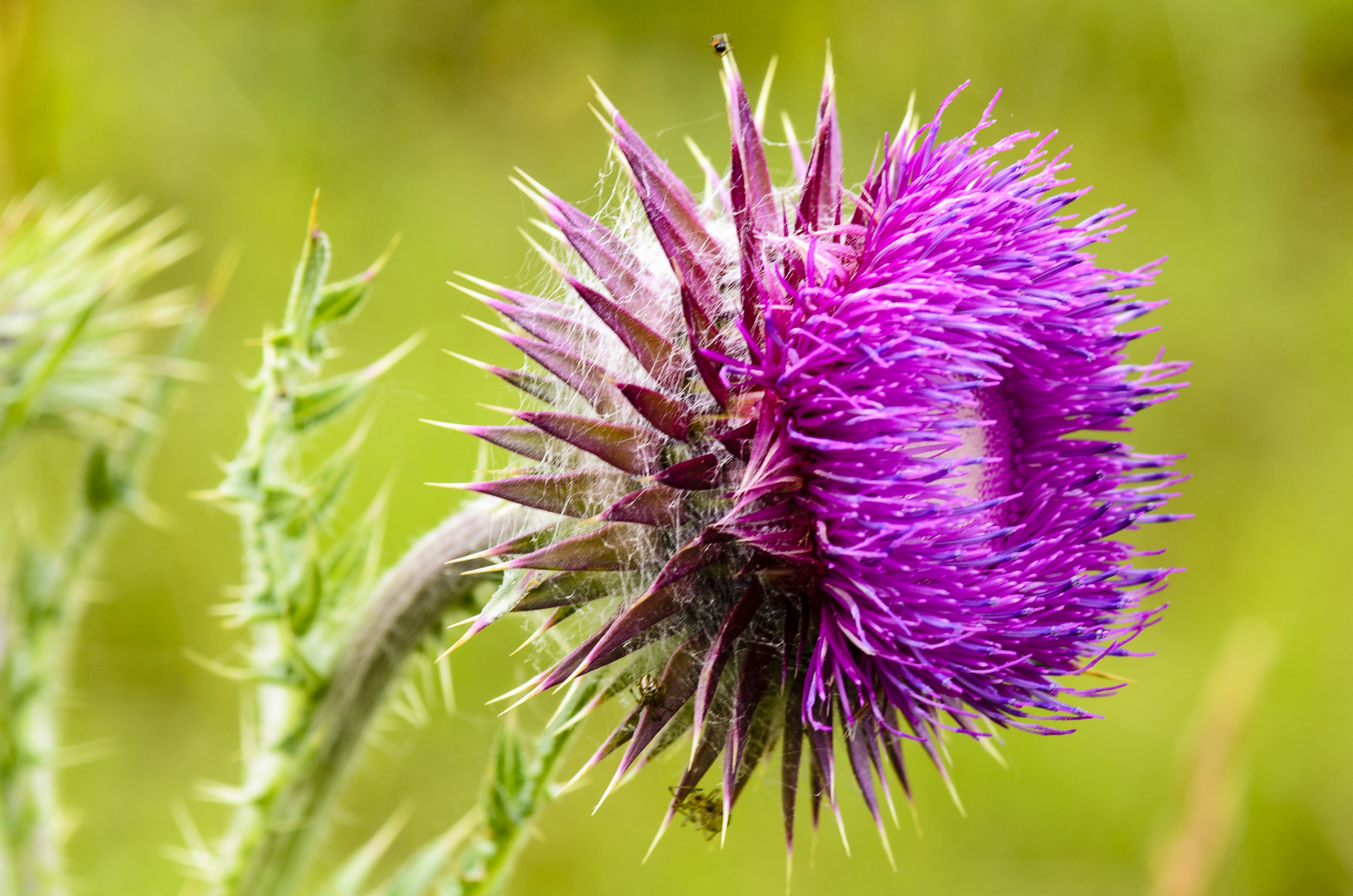 Nickende Distel (Carduus nutans)