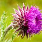 Nickende Distel (Carduus nutans)