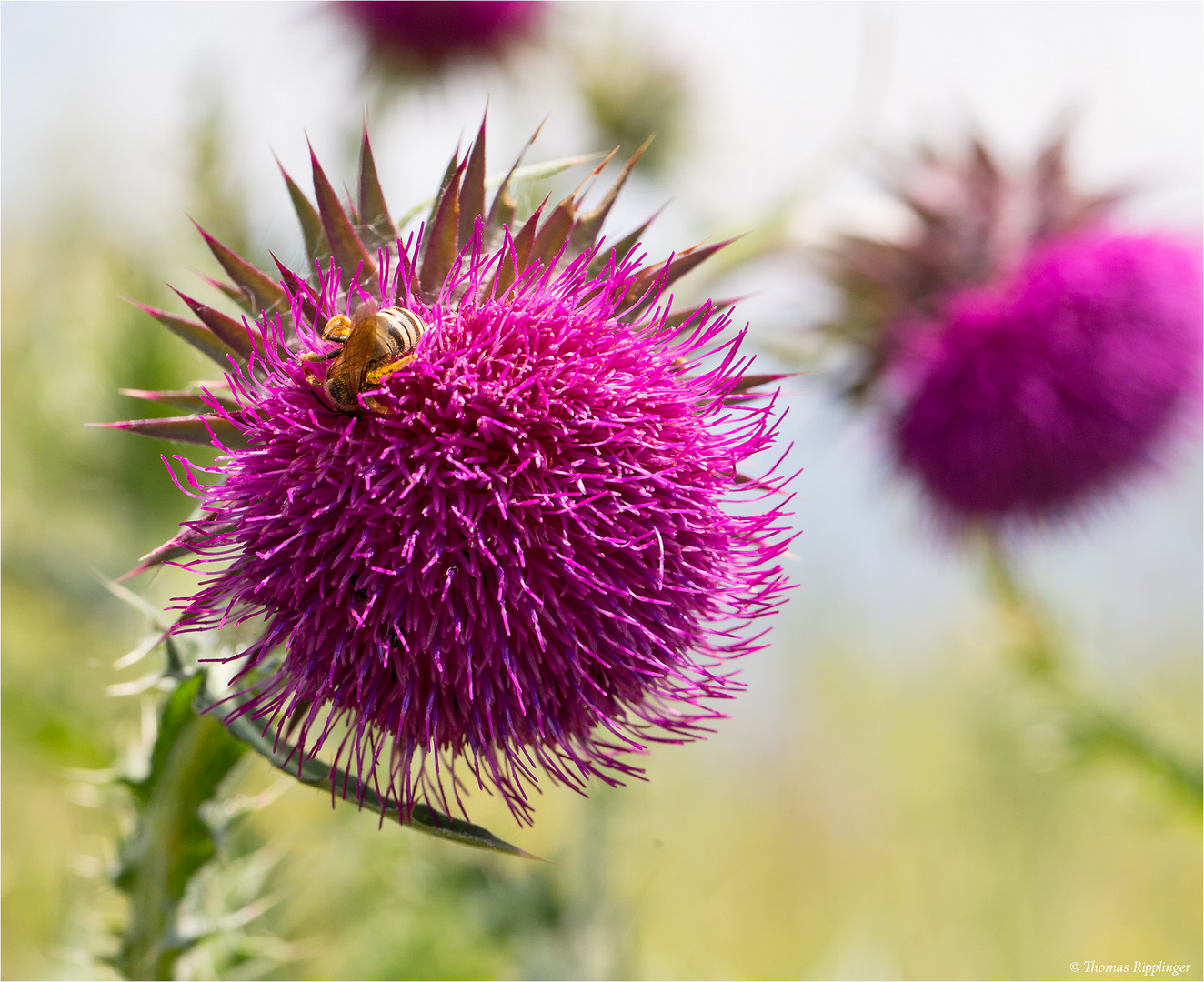 Nickende Distel (Carduus nutans)......