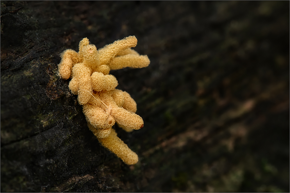 Nickender Kelchstäubling (ARCYRIA OBVELATA)