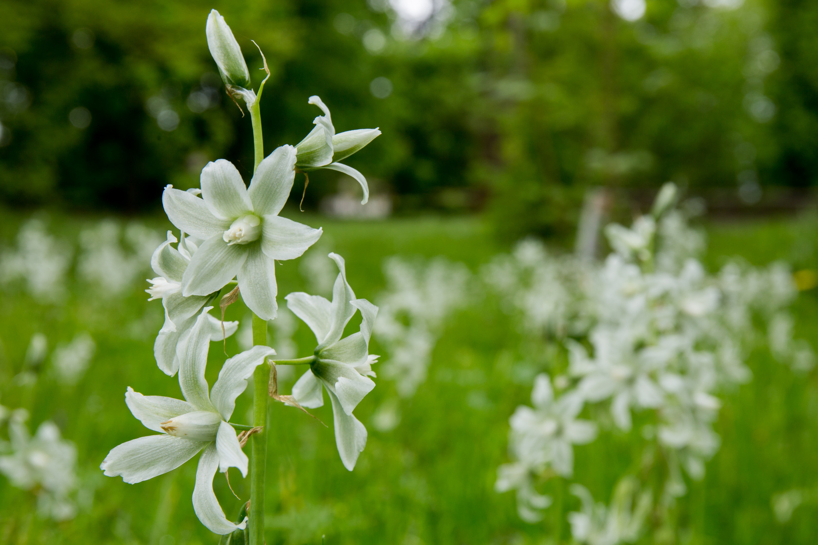 Nickender Milchstern im Schlosspark von Wiesentheid