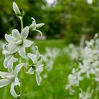 Nickender Milchstern im Schlosspark von Wiesentheid