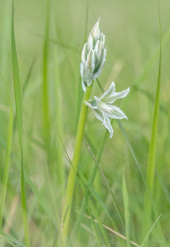 Nickender Milchstern ( Ornithogalum nutans )