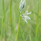 Nickender Milchstern ( Ornithogalum nutans )