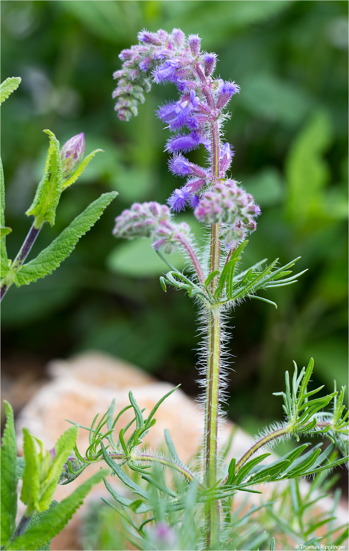 Nickender Salbei (Salvia nutans).