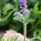 Nickender Salbei (Salvia nutans).