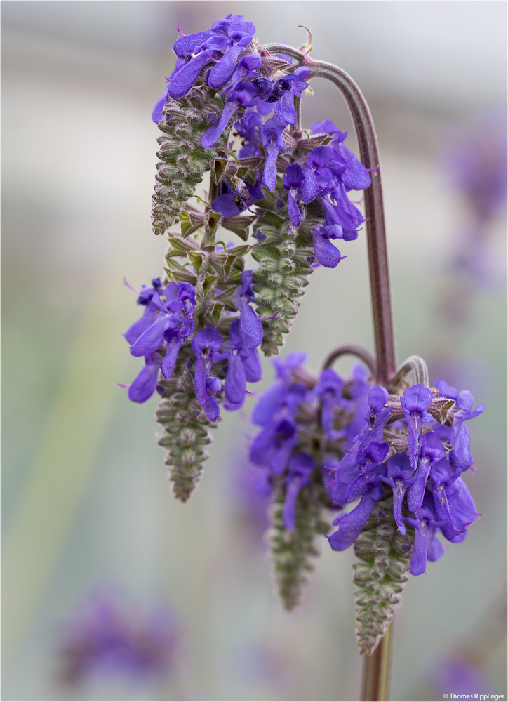 Nickender Salbei (Salvia nutans)