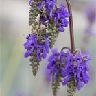 Nickender Salbei (Salvia nutans)