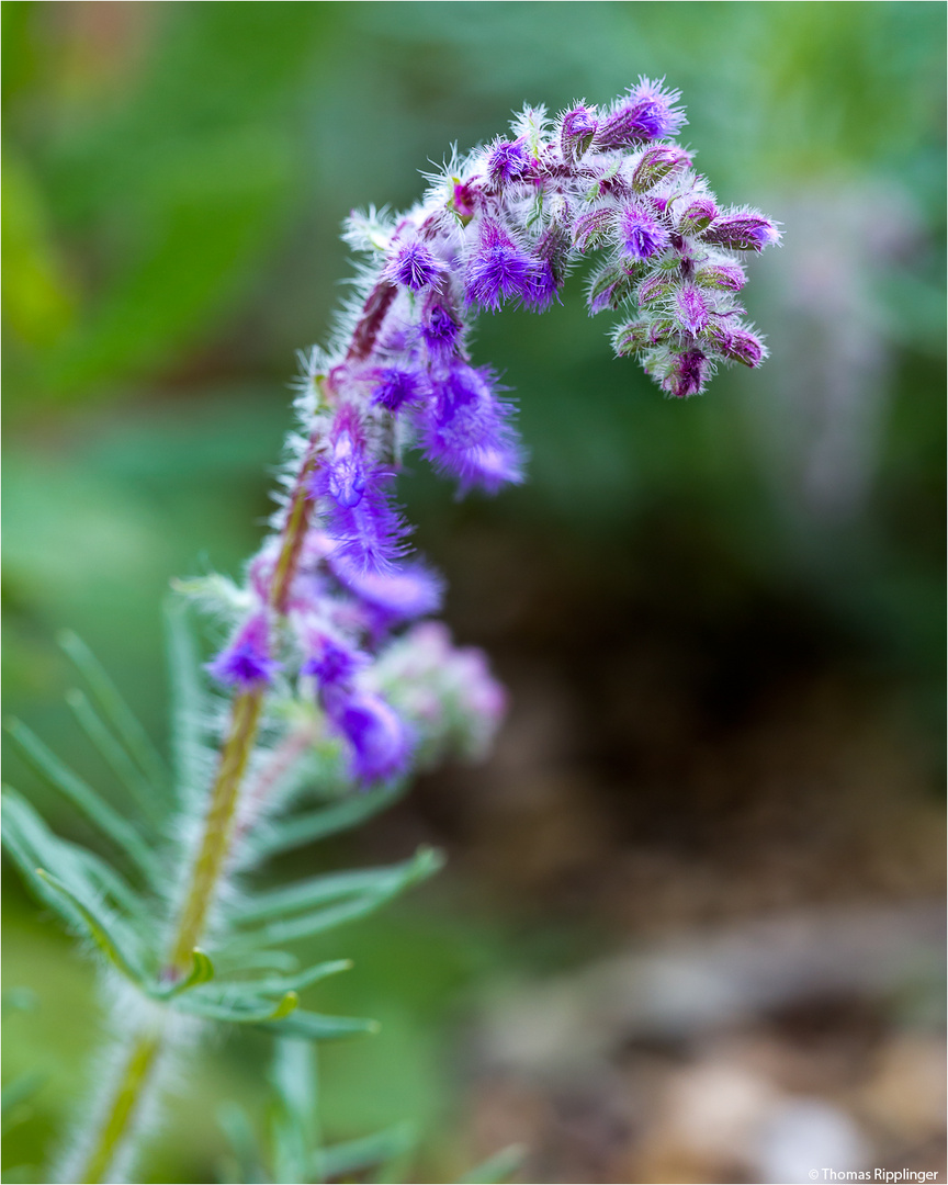 Nickender Salbei (Salvia nutans). ..