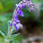 Nickender Salbei (Salvia nutans). ..