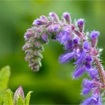 Nickender Salbei (Salvia nutans). ....