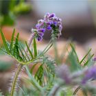 Nickender Salbei (Salvia nutans).