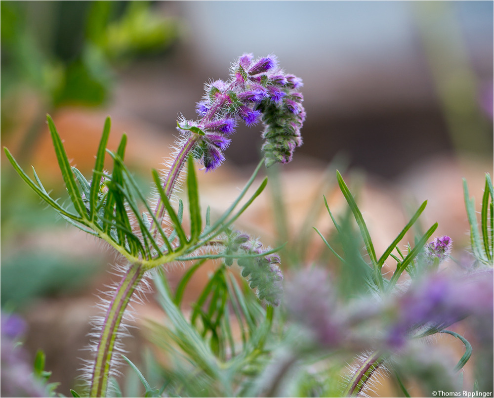 Nickender Salbei (Salvia nutans). Foto & Bild pflanzen, pilze