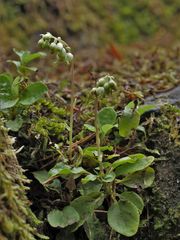 Nickendes Wintergrün (Orthilia / Pyrola secunda)