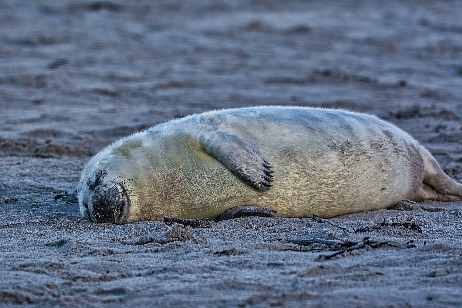 Nickerchen am Strand