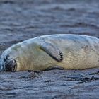 Nickerchen am Strand