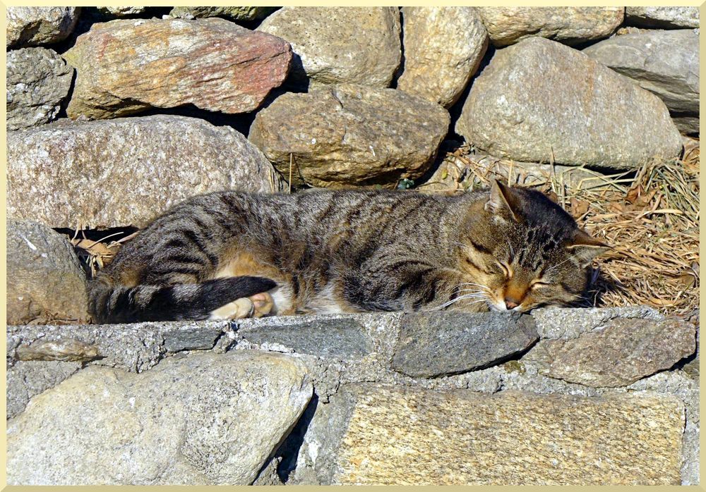 Nickerchen auf Steinen by Gernot Medger 