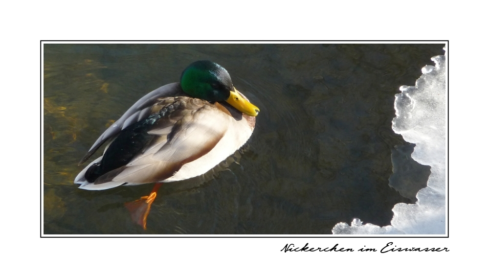 Nickerchen im Eiswasser