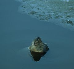 Nickerchen im Hafen