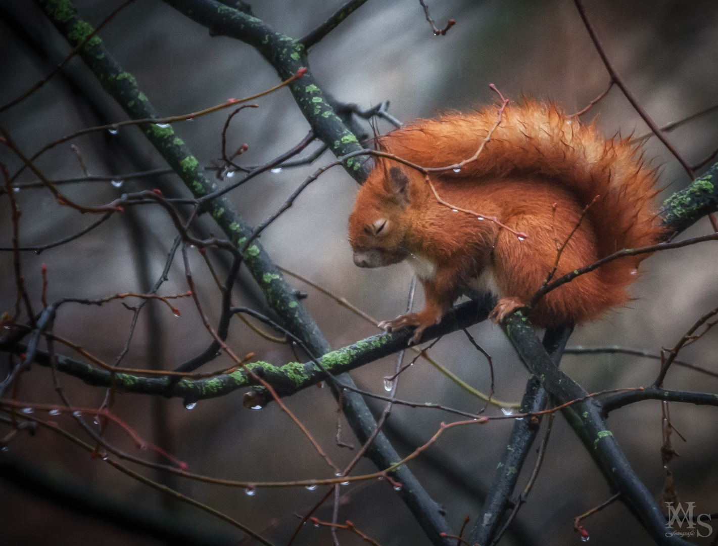 Nickerchen im Regen 