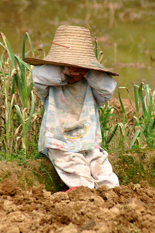 Nickerchen im Reisfeld