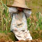Nickerchen im Reisfeld