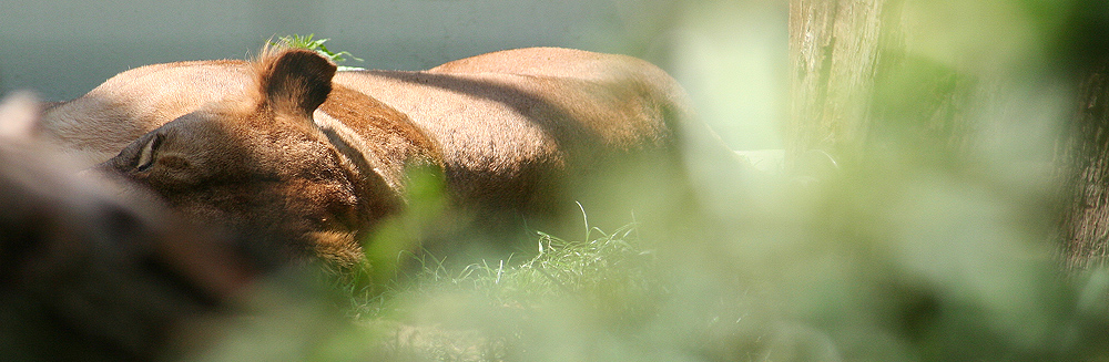 Nickerchen im Verborgenen