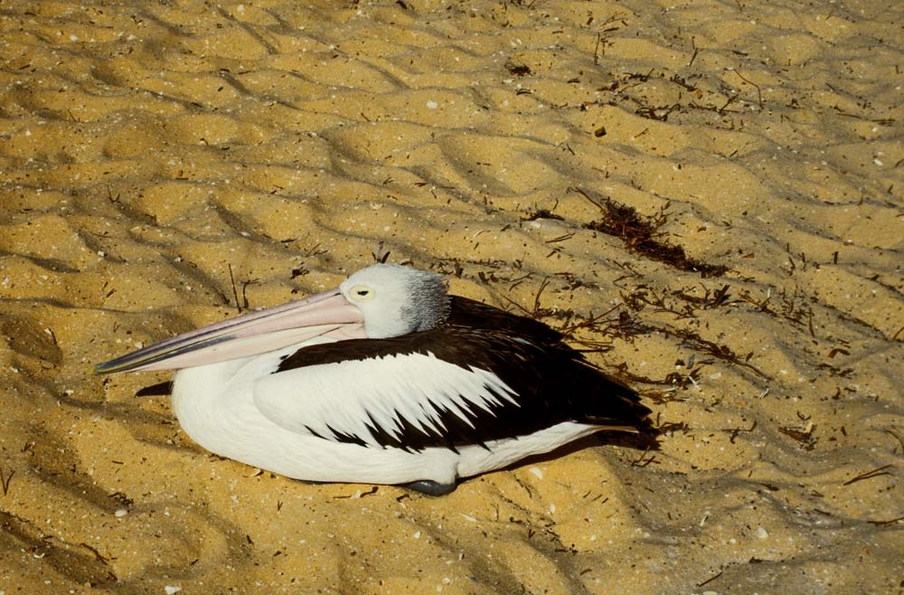 Nickerchen im warmen Sand