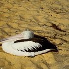 Nickerchen im warmen Sand