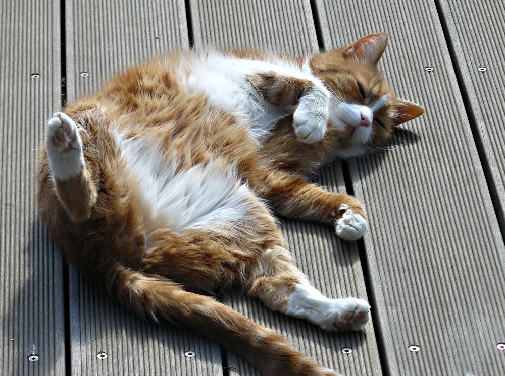 Nickerchen in der Ostersonne