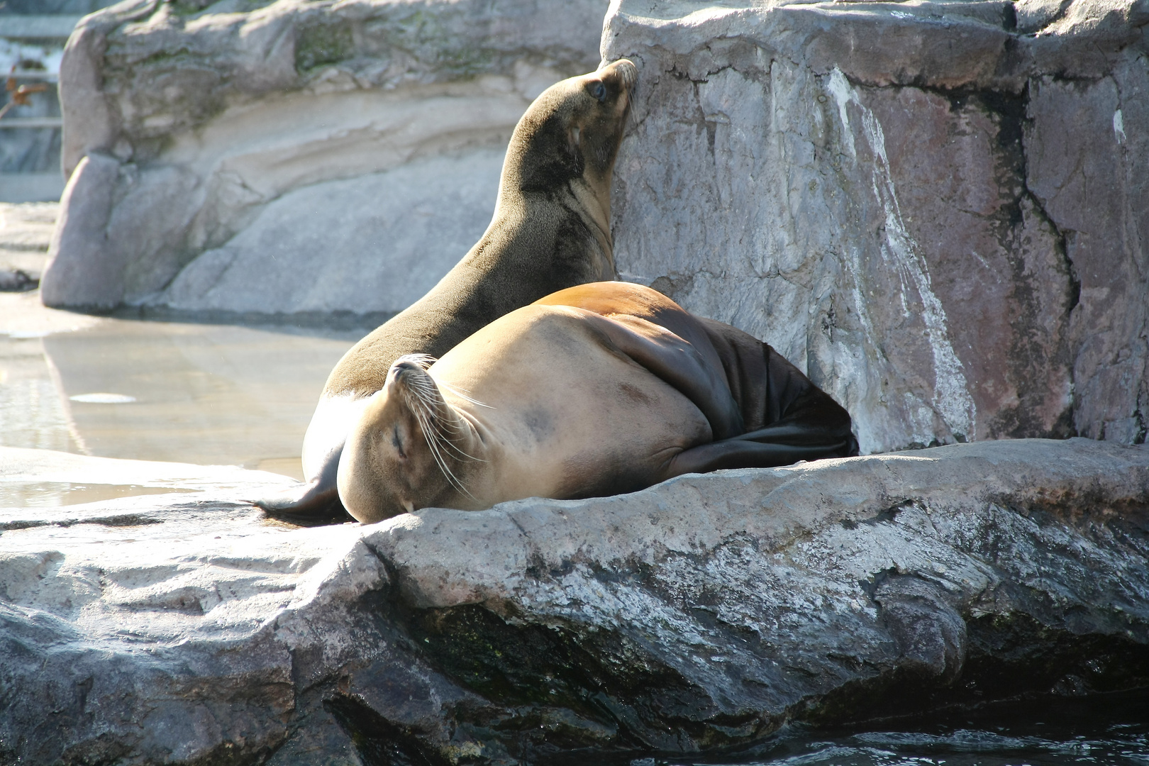 Nickerchen in der Sonne..