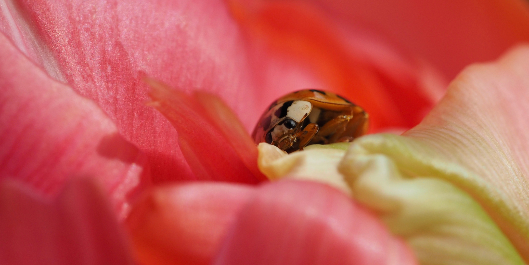 „Nickerchen" in der Tulpe