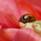 „Nickerchen" in der Tulpe