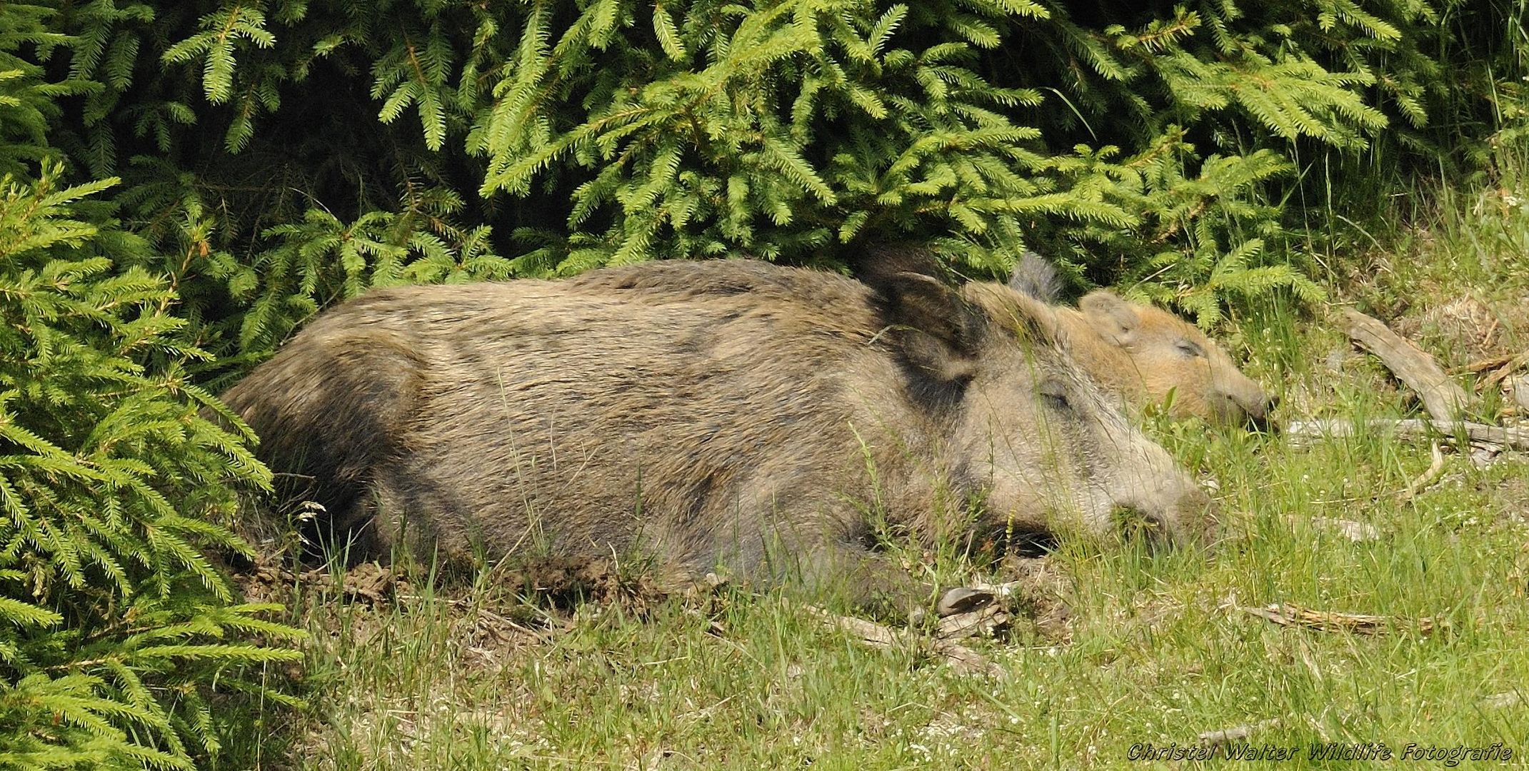 Nickerchen mit Mutti